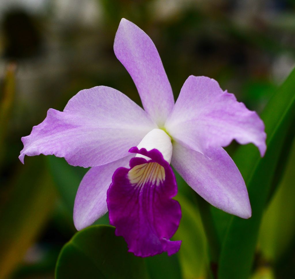 CANWOS Society Blog November